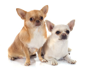 two chihuahua