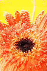 Beautiful flower in sparkling water, close-up