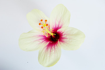 Hibiscus syriacus L.; Hibiscus chinenis DC.