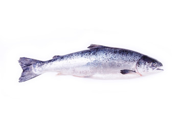 Atlantic Salmon (Salmo solar) whole fish.