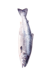 Atlantic Salmon (Salmo solar) whole fish.