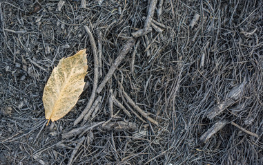 Chestnut tree burnt leaf against dark ground