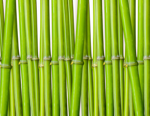 bamboo background