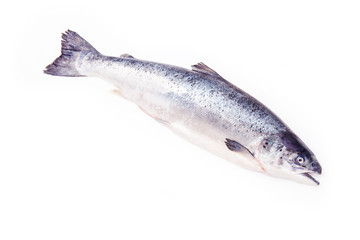 Atlantic Salmon (Salmo solar) whole fish.
