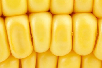 Corn close-up