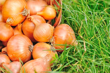 Fresh onions in basket on grass