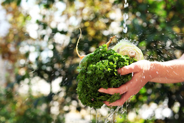 Washing vegetables, outdoors