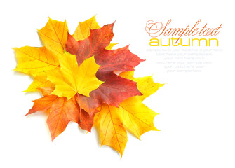 Autumn maple leaves isolated on white background
