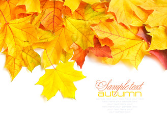Border frame of colorful autumn leaves isolated on white