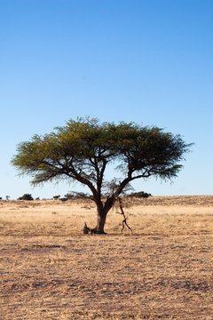 Acacia in Namibia