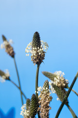 Blüte und Blätter Spitzwegerich (Plantago lanceolata)