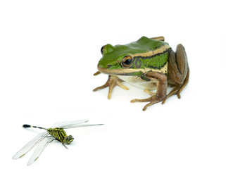 frog