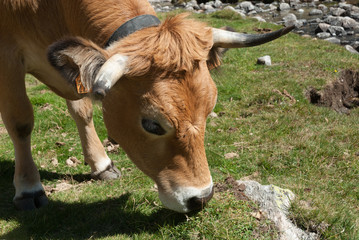 vaca