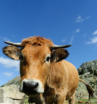 vaca