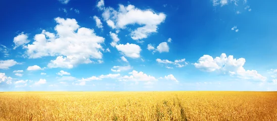 Foto auf Acrylglas Land Weizenfeld und blauer Himmel mit weißen Wolken