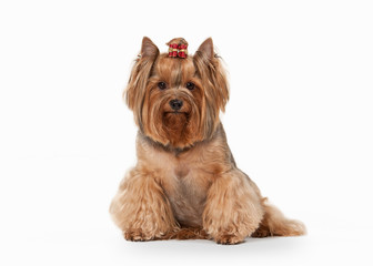 yorkie puppy on white gradient background