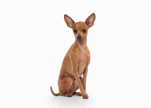 Russian Toy Terrier Images Browse 1