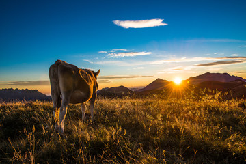 mucca al tramonto