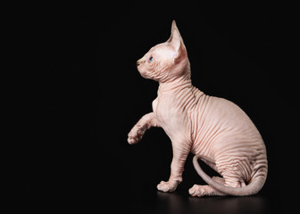 Canadian sphynx on black background