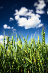 Wheat field and blue sky with white clouds. Agriculture scene