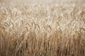 Wheatfield