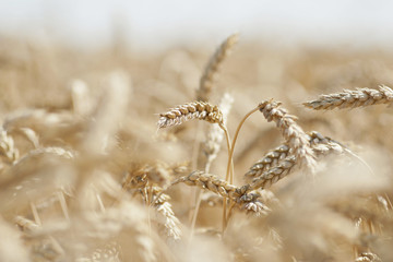 Ripe wheat
