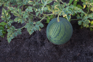 Ripe watermelon on a plantation