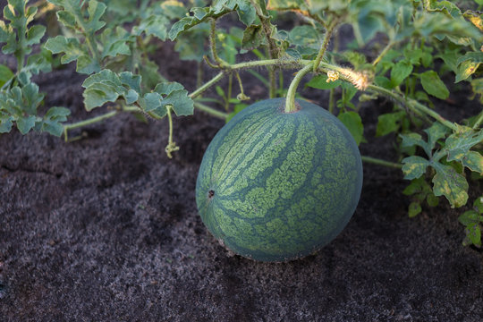 Ripe Watermelon Lying On The Ground