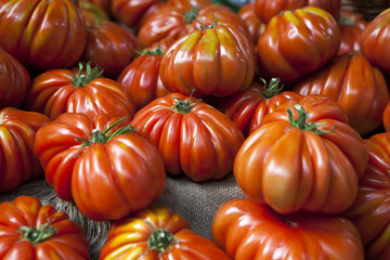 Lufa Farms Beefsteak Tomato. Market stall with lots of tomatoes - obrazy, fototapety, plakaty