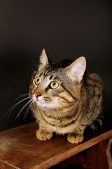 Grey cat on wooden stool on dark background