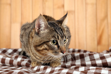 Fototapeta na wymiar Grey cat on blanket on wooden wall background