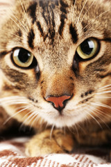 Grey cat's muzzle closeup