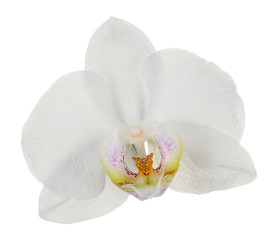 White tropical orchid flower isolated on white