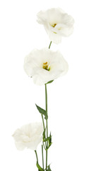 Fototapeta na wymiar Beautiful eustoma flowers, isolated on white