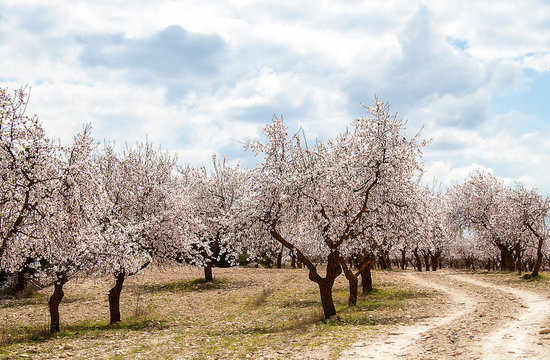Almond Tree Orchard