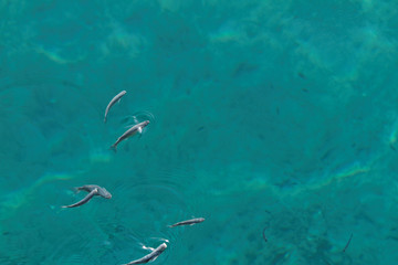 Small fish