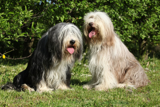 Bearded Collie sitting in the garden