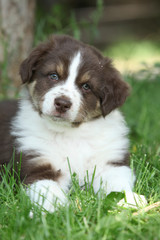 Gorgeous puppy of australian shepherd