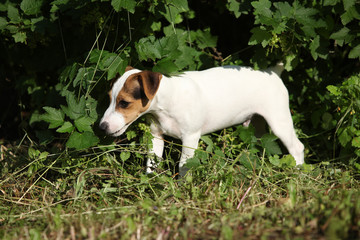 Amazing jack russell terrier puppy in the garden