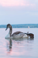 Swan