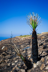 Burned Palm tree