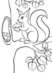 Little cute squirrel with huzelnut