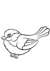 Obraz premium Titmouse on the ash tree