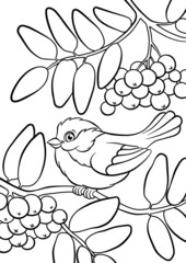 Titmouse on the ash tree