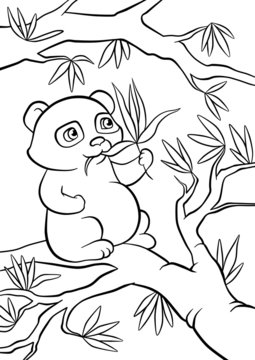 panda seats on the tree and eats leaves