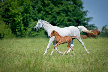 Gallop arabian horses