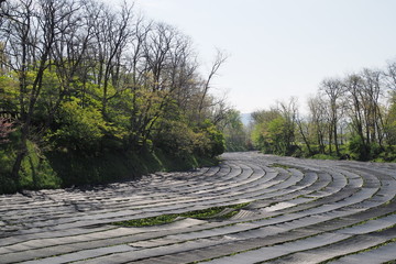 Wasabi Farm,Nagano,Japan.