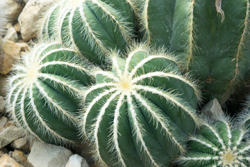 three cactuses