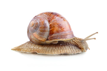 Yellow snail © eAlisa