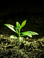 Trees are sprouting
